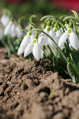 Snowdrop or common snowdrop (Galanthus nivalis) flowers.Snowdrops after the snow has melted. In the forest in the wild in spring snowdrops bloom. Selective focus