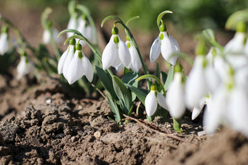 Snowdrop or common snowdrop (Galanthus nivalis) flowers.Snowdrops after the snow has melted. In the forest in the wild in spring snowdrops bloom. Selective focus