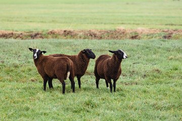 Obraz premium Brown sheep in the typical dutch landscape