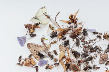 Dead dried insects on a white background. Insects from a street lamp