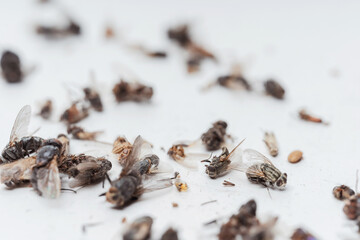 Dead dried insects flies and wild wasps on a white background. Insects from a street lamp