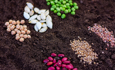 agricultural seeds close-up on the soil, selective focus. concept of farming, gardening, planting organic natural products.