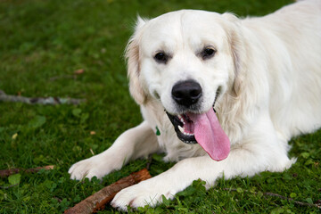 A young white male golden retriever is lying on the green grass with tongue out