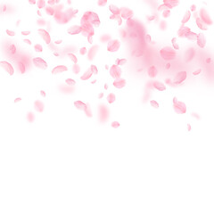 Sakura petals falling down. Romantic pink flowers gradient. Flying petals on white square background. Love, romance concept. Pretty wedding invitation.