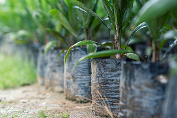 Close up of Palm oil seedling.
