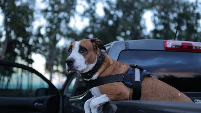 sad sandy dog hanging out of the back of a chevy truck looking for his owner