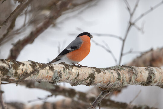 The Eurasian bullfinch, common bullfinch or bullfinch (Pyrrhula pyrrhula) is a small passerine bird in the finch family, Fringillidae,Helgeland,Northern Norway,scandinavia,Europe