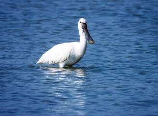 Obraz premium Beautiful white, spoonbill standing in river water, in nature. Common spoonbill or Eurasian spoonbil.