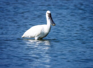 Beautiful white, spoonbill standing in river water, in nature. Common spoonbill or Eurasian spoonbil.