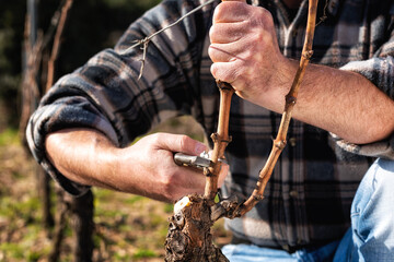 Close-up of a vine grower hand. Prune the vineyard with professional steel scissors. Traditional agriculture. Winter pruning, Guyot method. 