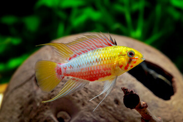 Apistogramma hongsloi, Rotstrich-Apistogramma