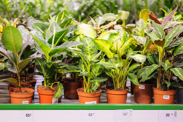Houseplants in pots in garden shop. Various green plants is sold in store. Planting of greenery.