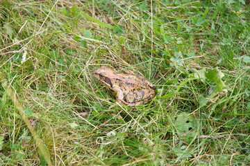 Frosch