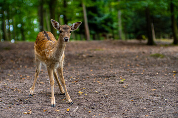 Schüchternes Reh im Wald