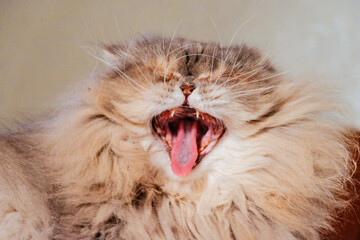 close up of a lion