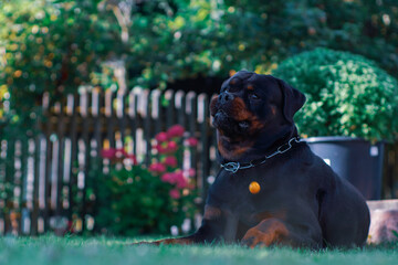 Rottweiler mit lustigem Gesicht