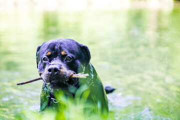 Rottweiler mit Stock im Maul
