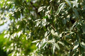 nature, flora and environment concept - close up of tree in summer garden