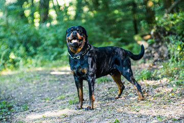 Nasser Rottweiler