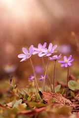 Hepatica Przylaszczki © Iwona