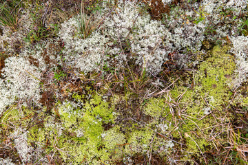 nature and environment concept - close up of moss growing in autumn forest