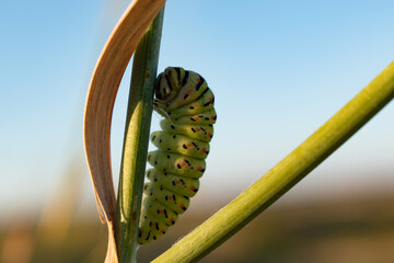 A caterpillar (swallowtail) crawling up the stem of a plant in the field on a sunny day