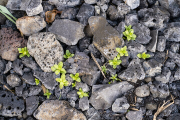Flechten bahnen sich ihren Weg durch Steine am Strand der Halbinsel Geldinganes bei Reykjavik