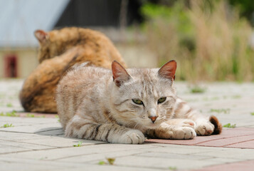 cat on street