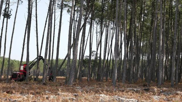 harvester machine knocking down a pine tree to clear up the forest