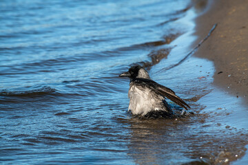 Gray raven bathes in the sand and river on an autumn sunny morning, nature and wild life