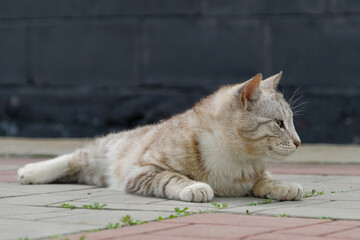 cat on street