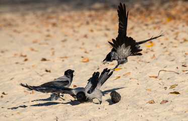 Gray raven bathes in the sand and river on an autumn sunny morning, nature and wild life