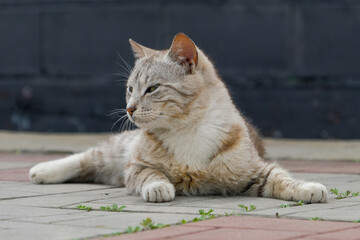 cat on street