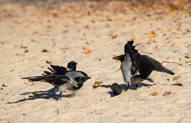 Gray raven bathes in the sand and river on an autumn sunny morning, nature and wild life