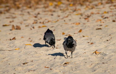Gray raven bathes in the sand and river on an autumn sunny morning, nature and wild life