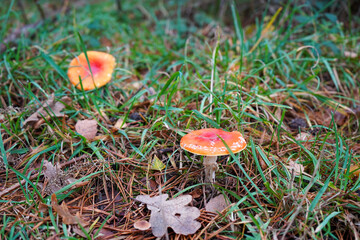 Close up of small red mushrooms growing in the undergrowth 