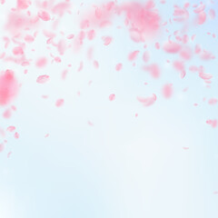 Sakura petals falling down. Romantic pink flowers falling rain. Flying petals on blue sky square background. Love, romance concept. Graceful wedding invitation.