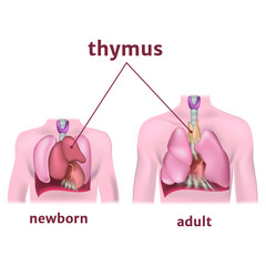 The thymus gland of the adult and newborn. Vector illustration