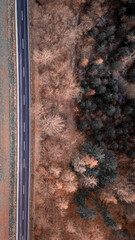 topview the road with green trees from above 90degree