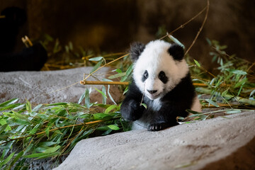 Fototapeta premium Young five month old panda cub eating its first bamboo leaves
