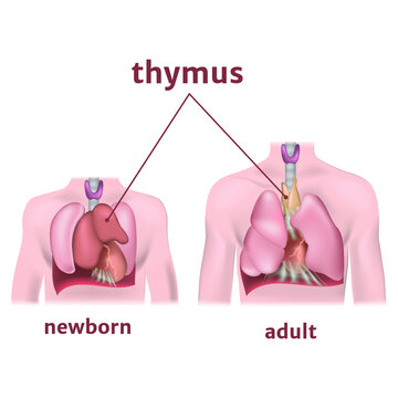 thymus gland