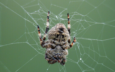spider