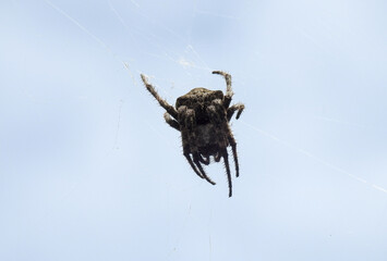 spider