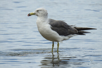 seagull