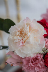 Bouquet of pink peonies a girl for mother's day, valentine's day, Woman's day 8 march. White interior.