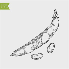 Black and white engraved bean. Vector illustration