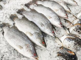 Fresh sea bass fish for sale in the market seafood restaurant, raw bass fish on ice