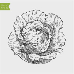 Black and white engraved cabbage. Vector illustration