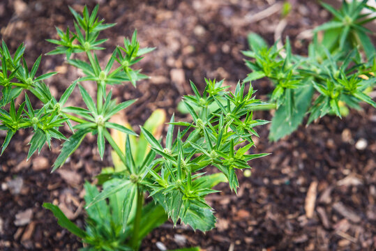 Multiple flowering culantro recao (Eryngium foetidum) plants with green seed pods end of the stems at organic backyard garden near Dallas, Texas, USA