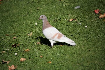 Pigeon